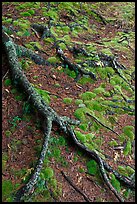 Roots and moss. Acadia National Park, Maine, USA. (color)