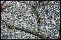 Multicolored lichen on granite slab, Cadillac Mountain. Acadia National Park, Maine, USA. (color)