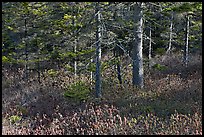 Forest and berry plants in winter, Isle Au Haut. Acadia National Park ( color)