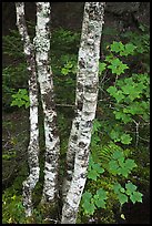 Maple leaves and birch trunks in summer. Acadia National Park, Maine, USA. (color)