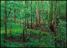 New undercanopy growth in summer. Congaree National Park ( color)