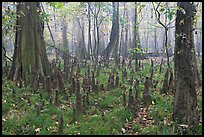 Cypress knees in misty forest. Congaree National Park, South Carolina, USA. (color)