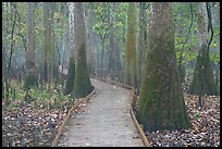 Boardwalk snaking between giant cypress trees in misty weather. Congaree National Park, South Carolina, USA.