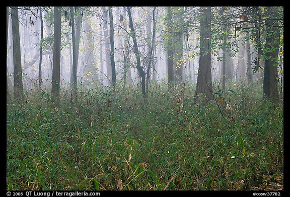Bamboo and forest in fog. Congaree National Park (color)