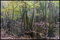 Flooded forest with fall color. Congaree National Park ( color)