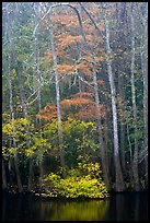 Fall colors at the edge of Weston Lake. Congaree National Park, South Carolina, USA.