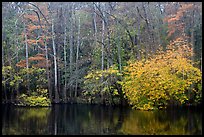 Cypress trees and autumn colors, Weston Lake. Congaree National Park, South Carolina, USA. (color)