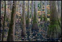 Swamp with bald cypress and tupelo trees. Congaree National Park ( color)