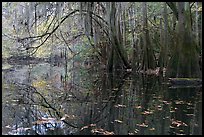 Arched branches with spanish moss above Cedar Creek. Congaree National Park, South Carolina, USA. (color)