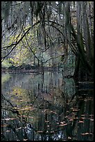 Branches with spanish moss reflected in Cedar Creek. Congaree National Park, South Carolina, USA.