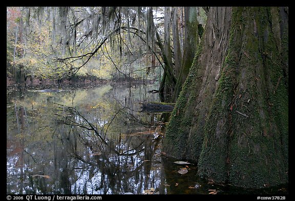 Buttressed cypress base and spanish moss reflected in Cedar Creek. Congaree National Park (color)