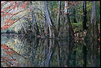 Cypress trees with branch in fall color reflected in dark waters of Cedar Creek. Congaree National Park, South Carolina, USA. (color)