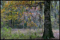Tree with leaves in autum colors. Congaree National Park, South Carolina, USA.