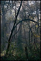 Trees with vines. Congaree National Park, South Carolina, USA. (color)