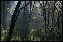 Vines and sunlit mist. Congaree National Park, South Carolina, USA. (color)