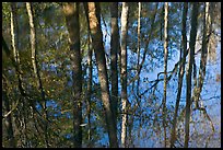 Cypress trees reflected in swamp. Congaree National Park ( color)