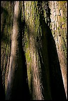 Close-up of base of bald cypress tree. Congaree National Park ( color)