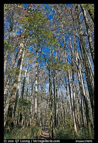 Boardwalk with woman dwarfed by tall trees. Congaree National Park (color)
