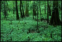 Cypress and undergrowth with knees in summer. Congaree National Park, South Carolina, USA. (color)