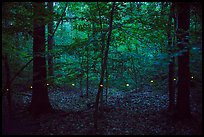 Light trail of a single firefly. Congaree National Park ( color)