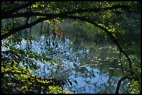 Arching tree and reflection on Kendall Lake. Cuyahoga Valley National Park ( color)
