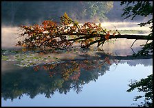 Fallen tree and mist, Kendal lake. Cuyahoga Valley National Park ( color)