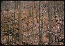 Barren trees and fallen leaves on hillside. Cuyahoga Valley National Park ( color)