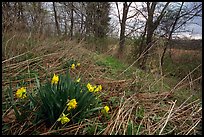 Yellow Daffodils growing at the edge of wetland. Cuyahoga Valley National Park, Ohio, USA. (color)