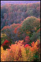 Trees in fall colors over succession of ridges, North Carolina. Great Smoky Mountains National Park, USA. (color)
