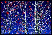 Bare trees, red Mountain Ash berries, blue sky, North Carolina. Great Smoky Mountains National Park, USA. (color)