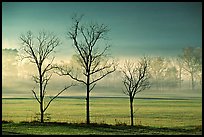 Three bare trees, meadow, and fog, Cades Cove, early morning, Tennessee. Great Smoky Mountains National Park, USA. (color)