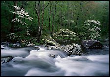 Three dogwoods with blossoms, boulders, flowing water, Middle Prong of the Little River, Tennessee. Great Smoky Mountains National Park, USA.