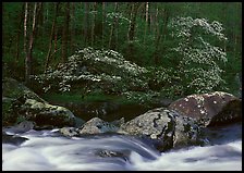 Two blooming dogwoods, boulders, flowing water, Middle Prong of the Little River, Tennessee. Great Smoky Mountains National Park, USA. (color)