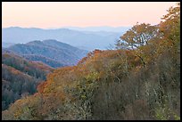 Ridge and mountains covered with trees in autuman foliage, dawn, North Carolina. Great Smoky Mountains National Park, USA. (color)
