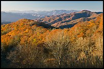 Mountains in autumn foliage, early morning, North Carolina. Great Smoky Mountains National Park, USA. (color)