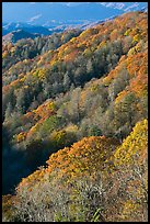 Slopes with forest in fall foliage, North Carolina. Great Smoky Mountains National Park, USA. (color)