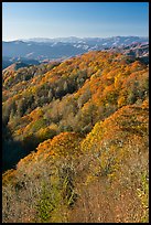 Ridges with trees in fall foliage, North Carolina. Great Smoky Mountains National Park, USA. (color)