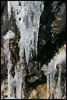 Icicles and rock, overnight frost, North Carolina. Great Smoky Mountains National Park, USA. (color)