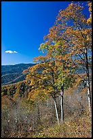 Trees in autumn colors and mountain vista, North Carolina. Great Smoky Mountains National Park, USA.