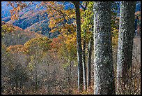 Tree trunks, distant valley, and fall colors, North Carolina. Great Smoky Mountains National Park ( color)