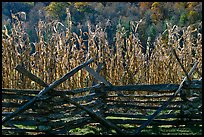 Fence and corn, Oconaluftee Mountain Farm, North Carolina. Great Smoky Mountains National Park, USA. (color)