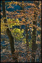 Backlit trees in fall foliage, Balsam Mountain, North Carolina. Great Smoky Mountains National Park, USA.