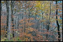 Trees in autumn colors in muted light, Balsam Mountain, North Carolina. Great Smoky Mountains National Park, USA.