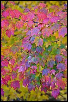 Close-up of tree leaves with autumn color, Tennessee. Great Smoky Mountains National Park, USA.
