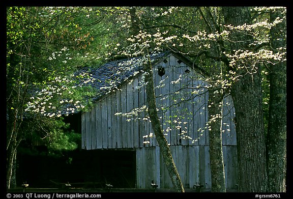 Historical barn with flowering dogwood in spring, Cades Cove, Tennessee. Great Smoky Mountains National Park (color)
