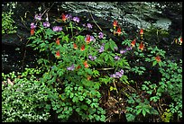 Undergrowth with Forget-me-nots and red Columbine, Tennessee. Great Smoky Mountains National Park, USA. (color)