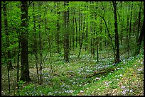 Forest in spring with wildflowers, North Carolina. Great Smoky Mountains National Park ( color)