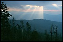 Silhouetted trees and God's rays from Clingmans Dome, early morning, North Carolina. Great Smoky Mountains National Park, USA. (color)