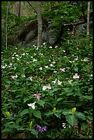 Multicolored Trillium in spring forest, Chimney area, Tennessee. Great Smoky Mountains National Park, USA. (color)