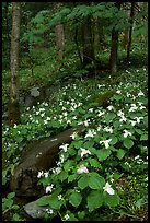 Carpet of White Trilium in verdant forest, Chimney area, Tennessee. Great Smoky Mountains National Park, USA. (color)